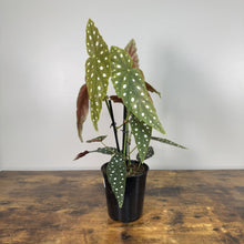 Load image into Gallery viewer, Begonia Maculata 'Polka Dot'