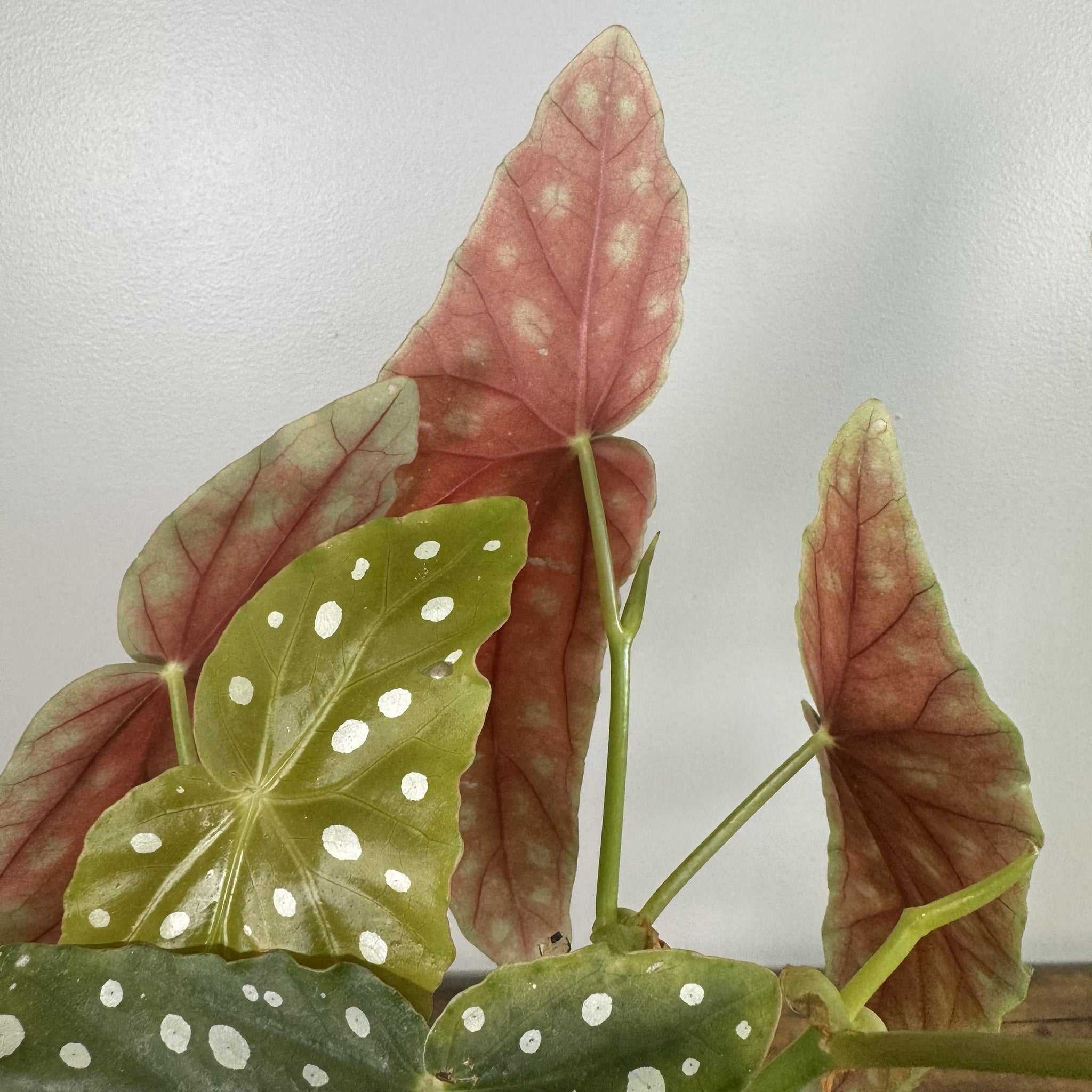 spotted leaf indoor plant Begonia Maculata 'Polka Dot'