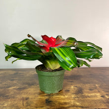 Load image into Gallery viewer, Bromeliad &#39;Neoregelia&#39;