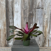 Load image into Gallery viewer, Neoregelia bromeliad plant with bright pink center bloom and green leaves in pot