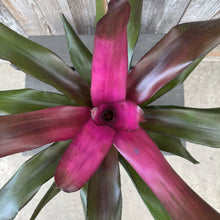 Load image into Gallery viewer, Neoregelia bromeliad plant with vibrant pink and green striped leaves arranged in rosette pattern