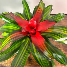 Load image into Gallery viewer, Bromeliad &#39;Neoregelia&#39;