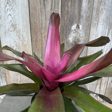 Load image into Gallery viewer, Vibrant pink and green Neoregelia bromeliad plant with colorful foliage against wooden fence