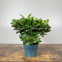 Load image into Gallery viewer, Gardenia