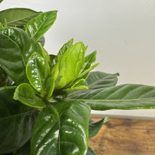 Load image into Gallery viewer, Gardenia