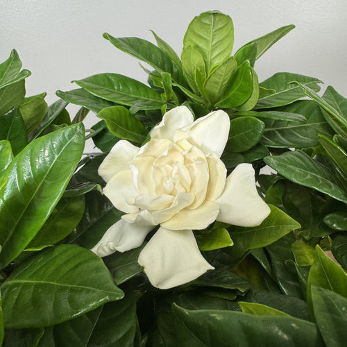 Gardenia