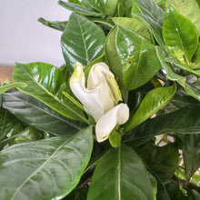 Load image into Gallery viewer, Gardenia