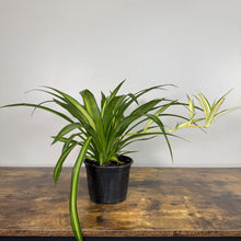 Load image into Gallery viewer, Chlorophytum 'Hawaiian' Spider Plant
