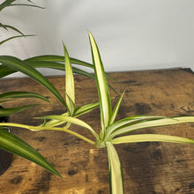 Load image into Gallery viewer, Chlorophytum 'Hawaiian' Spider Plant