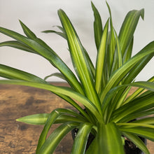 Load image into Gallery viewer, Chlorophytum 'Hawaiian' Spider Plant