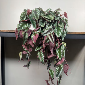 cissus plant Cissus 'Rex Begonia Vine'