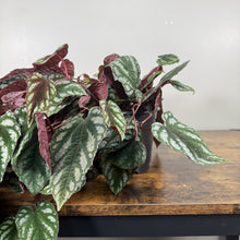 Load image into Gallery viewer, Cissus 'Rex Begonia Vine'