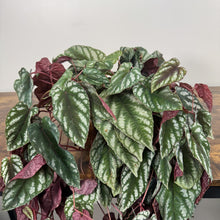 Load image into Gallery viewer, Cissus 'Rex Begonia Vine'