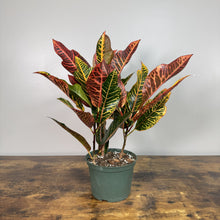 Load image into Gallery viewer, Vibrant Codiaeum Petra Croton plant with colorful red, yellow and green leaves in green pot