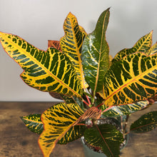 Load image into Gallery viewer, Vibrant Codiaeum Petra Croton plant with colorful yellow, green and orange variegated leaves in pot