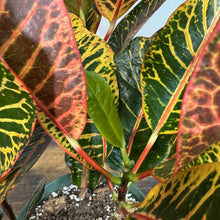 Load image into Gallery viewer, Vibrant Codiaeum 'Petra' Croton plant with colorful variegated leaves in yellow, green, red and pink