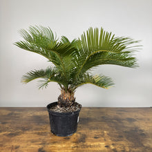 Load image into Gallery viewer, Healthy Cycas Sago Palm with feathery green fronds in black nursery pot