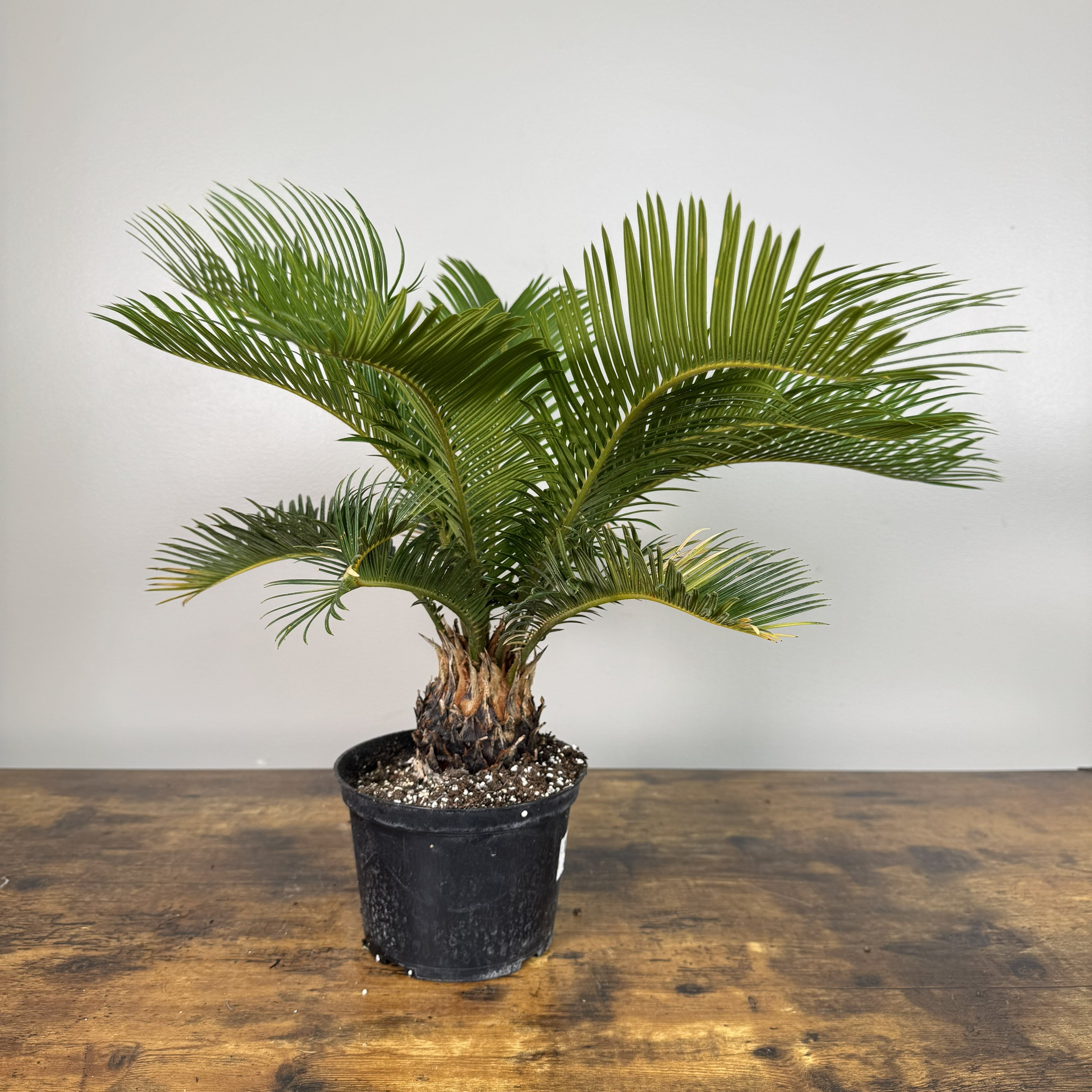 Cycas 'Sago' Palm