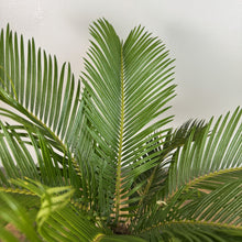 Load image into Gallery viewer, Healthy Cycas Sago Palm with vibrant green feathery fronds against neutral background