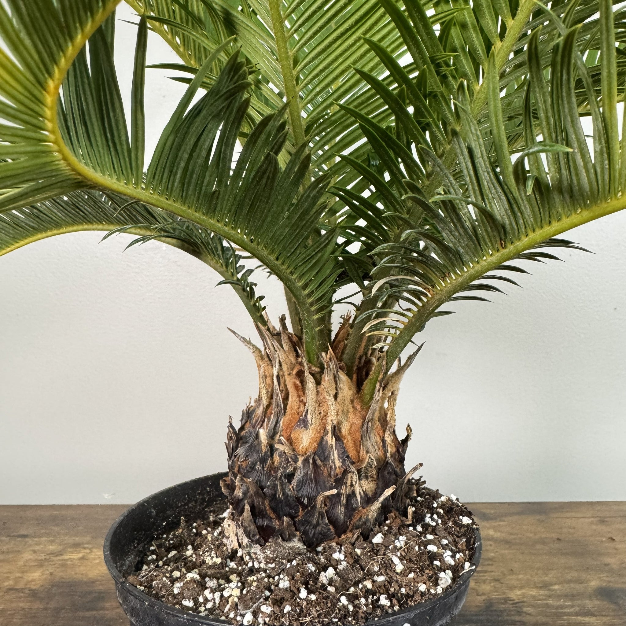 indoor sago palm plant Cycas 'Sago' Palm