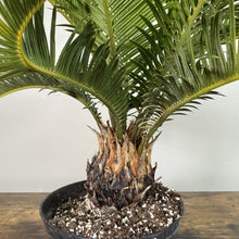 Load image into Gallery viewer, Cycas Sago Palm houseplant with feathery green fronds in black pot with drainage stones