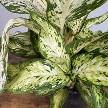 Load image into Gallery viewer, Dieffenbachia Starbright houseplant with variegated green and cream speckled leaves in pot