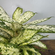 Load image into Gallery viewer, Dieffenbachia Starbright houseplant with variegated green and cream speckled leaves in indoor setting