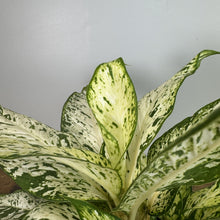 Load image into Gallery viewer, Dieffenbachia Starbright houseplant with variegated green and cream speckled leaves in bright lighting