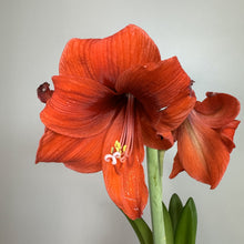 Load image into Gallery viewer, Amaryllis Potted Plant