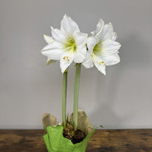 Load image into Gallery viewer, Amaryllis Potted Plant
