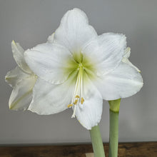 Load image into Gallery viewer, Amaryllis Potted Plant