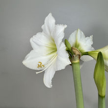 Load image into Gallery viewer, Amaryllis Potted Plant