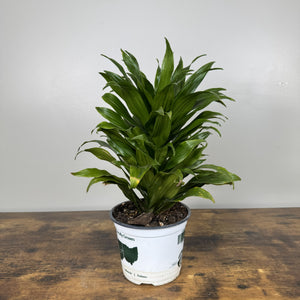 dracaena nursery Dracaena Assorted Plants
