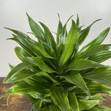 Load image into Gallery viewer, Healthy Dracaena plant with glossy green striped leaves in rosette formation