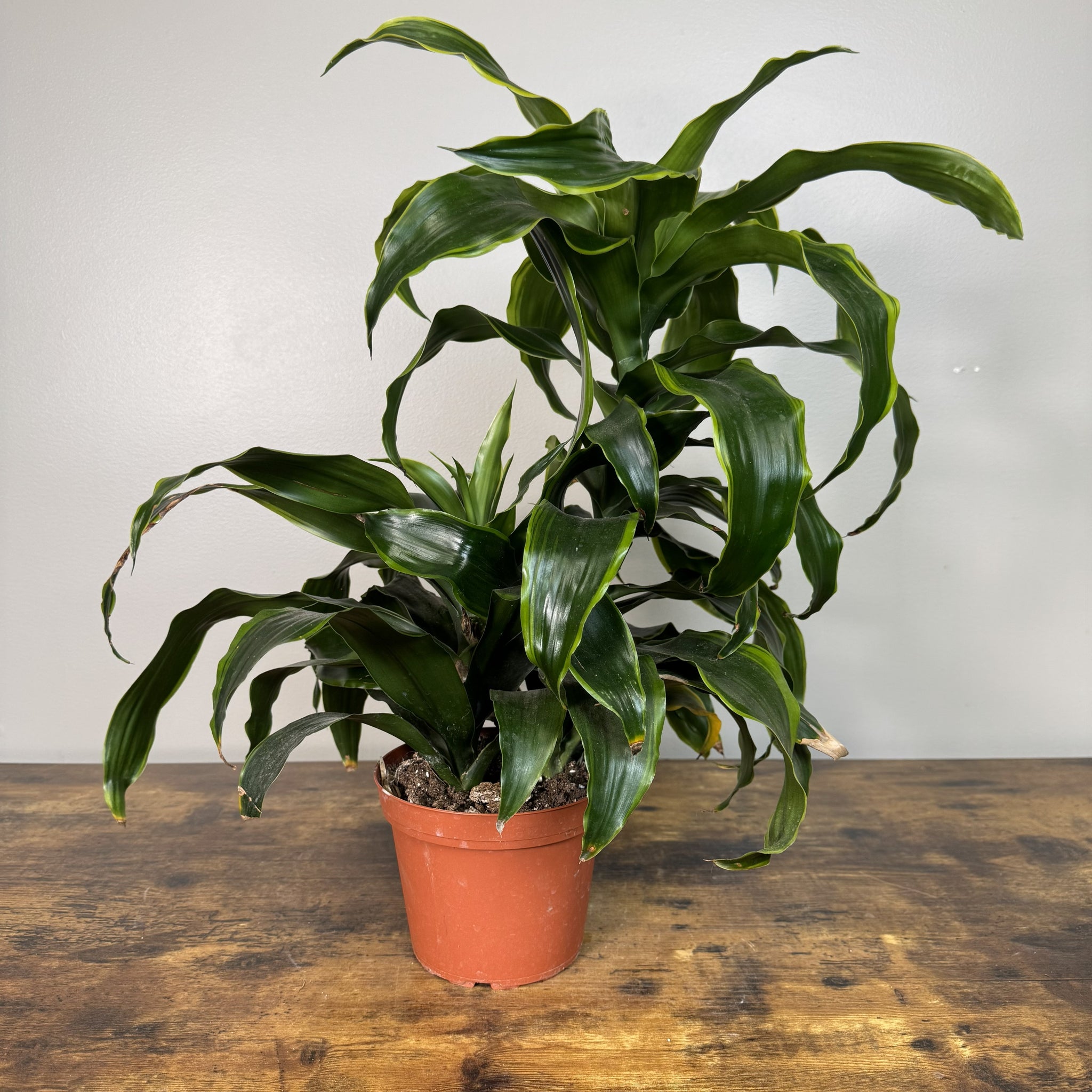 vigoro dracaena dorado Dracaena 'Dorado'
