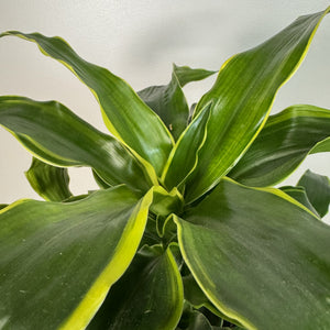 dracaena dorado Dracaena 'Dorado'