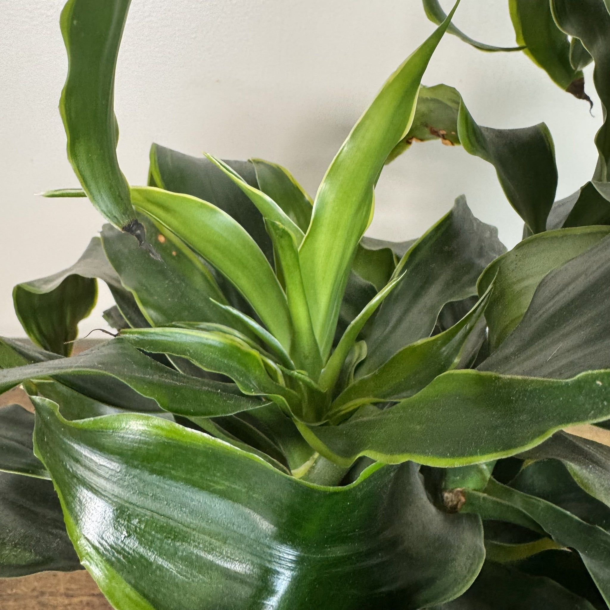 dracaena fragrans dorado Dracaena 'Dorado'