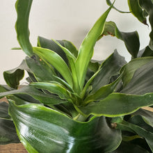 Load image into Gallery viewer, Healthy Dracaena Dorado plant with glossy green striped leaves in rosette formation