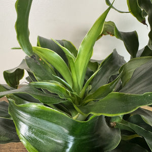 dorado dracaena plant Dracaena 'Dorado'