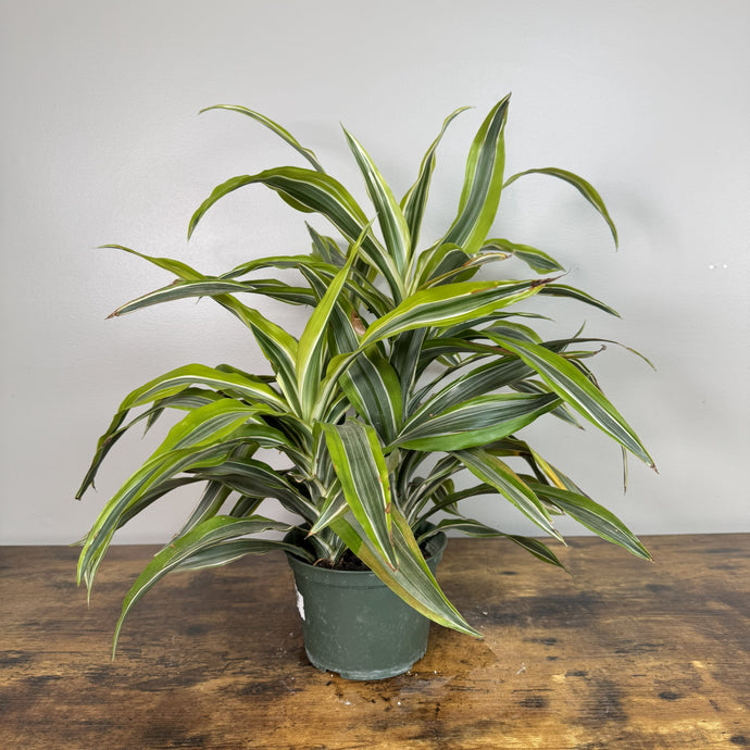 dracaena yellow Dracaena 'Lemon Lime'