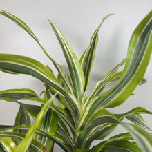 Load image into Gallery viewer, Dracaena Lemon Lime houseplant with green and yellow striped arching leaves against white background