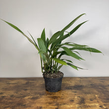 Load image into Gallery viewer, Epipremnum Ampyssum tropical houseplant with long green leaves in black nursery pot