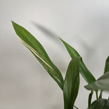 Load image into Gallery viewer, Green Epipremnum Ampyssum plant with elongated variegated leaves against white background
