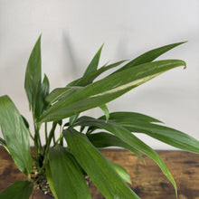 Load image into Gallery viewer, Epipremnum Ampyssum tropical houseplant with long green leaves in natural lighting