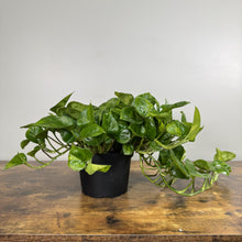 Load image into Gallery viewer, Epipremnum 'Global Green' Pothos