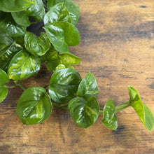 Load image into Gallery viewer, Epipremnum 'Global Green' Pothos