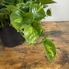 Load image into Gallery viewer, Epipremnum 'Global Green' Pothos