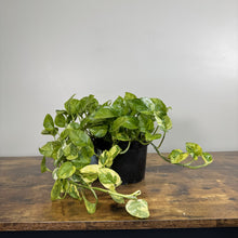 Load image into Gallery viewer, Epipremnum 'Lemon Meringue' Pothos