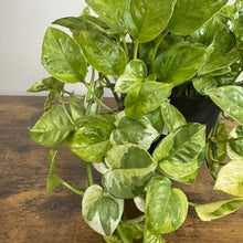 Load image into Gallery viewer, Epipremnum 'Lemon Meringue' Pothos