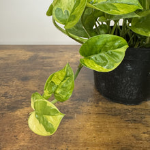 Load image into Gallery viewer, Epipremnum 'Lemon Meringue' Pothos
